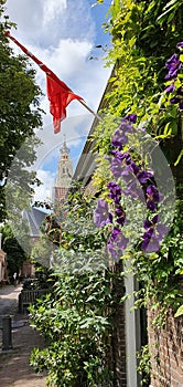 Flowerpower in Netherlands