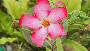 flowerRed flower invitationWith green leaf background