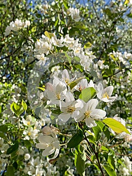 Flowers