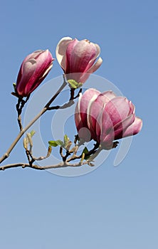 Magnolia grandiflora flowers photo