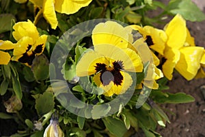 Flowers with 5 bright yellow petals and a purple center.