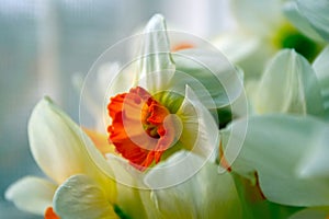 Flowers photo
