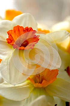 Flowers photo