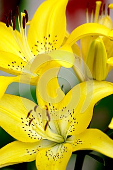 Flowers photo