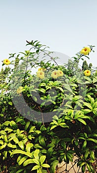 Flowers aarey forest mumbai seaface