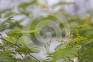 Flowers. Acacia Nilotic. Family: Mimosa. Round little yellow buds and flowers on a branch.