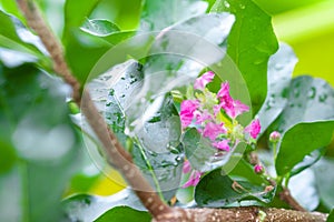 Flowers of acerola cherry, Thailand, Select focus, Barbados c