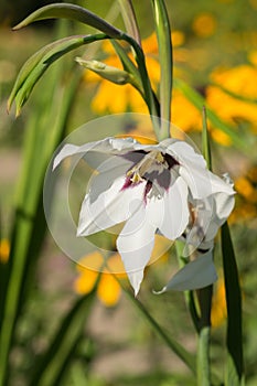 Flowers Acidanthera bicolor