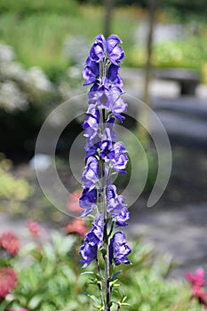 Flowers of Aconitum Napellus, in the garden.