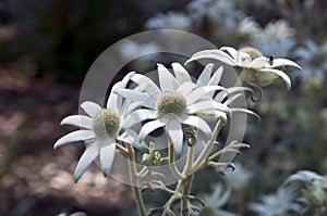 Flowers of an actinotus helianthi plant an australian wildflower