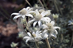 Flowers of an actinotus helianthi plant an australian wildflower
