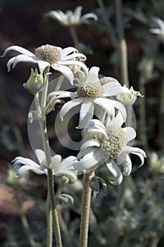 Flowers of an actinotus helianthi plant an australian wildflower