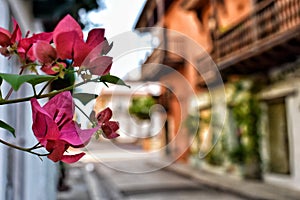 Flowers that adorn the colonial streets