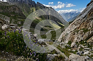 Flowers in Adyrsu gorge, North Caucasus