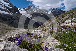 Flowers in Adyrsu gorge, North Caucasus