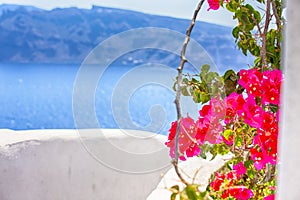 Flowers of Aegean Sea  in Oia Village on Santorini Island in Greece. Sea in Background