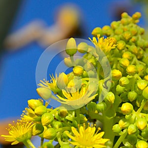 Flowers of aeonium undulatum