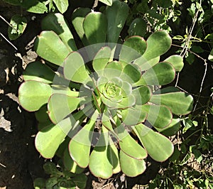 Flowers Aeonium urbicum photo
