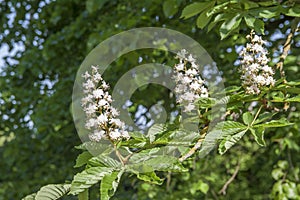 Flowers Aesculus hippocastanum, horse-chestnut, conker tree