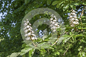 Flowers Aesculus hippocastanum, horse-chestnut, conker tree photo