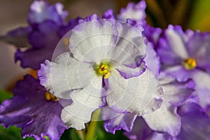 Flowers African room violet white-violet, Saintpaulia.