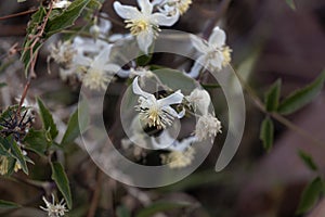 Flowers of an African tuliptree