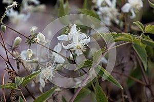 Flowers of an African tuliptree