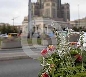 Flowers Against the Backdrop of the Palace of Culture and Science in the City Center. Beautiful View in Warsaw, Poland