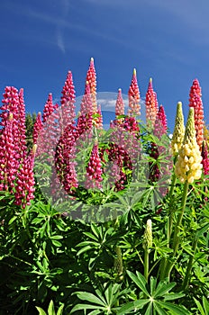 Flowers against a blue sky