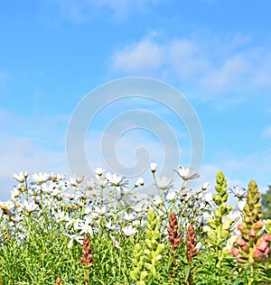 Flowers Against Blue Sky Reykjavik Iceland