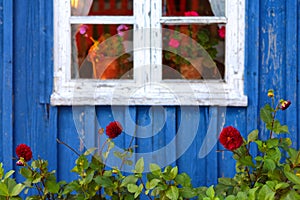 Flowers against the blue wall of the house