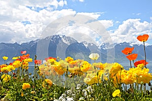 Flowers against mountains and lake Geneva