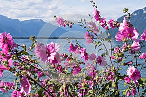 Flowers against mountains and lake Geneva