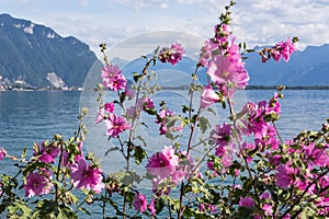 Flowers against mountains and lake Geneva