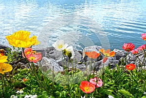 Flowers against mountains and lake Geneva from the Embankment in Montreux