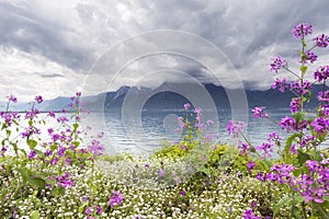 Flowers against mountains, Montreux. Switzerland