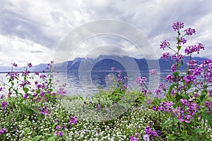 Flowers against mountains, Montreux. Switzerland