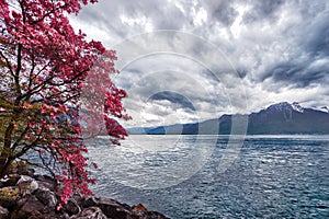 Flowers against mountains, Montreux. Switzerland photo