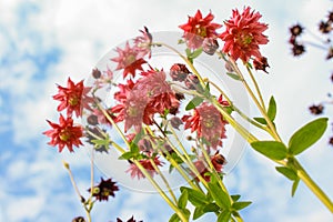 flowers against the sky Unearthly Aquilegia