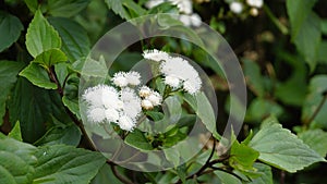 flowers of Ageratina adenophora also known as Maui pamakani, Mexican devil