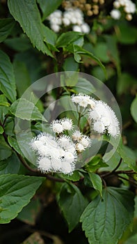 flowers of Ageratina adenophora also known as Maui pamakani, Mexican devil