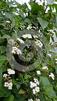 flowers of Ageratina adenophora also known as Maui pamakani, Mexican devil