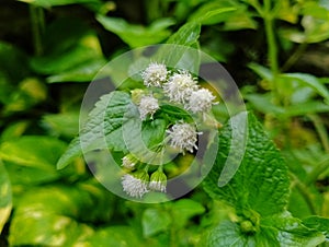 The flowers of the Ageratum conyzoides plant have a distinctive unpleasant aroma