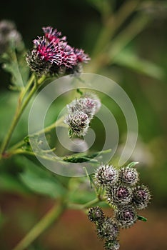 The flowers of agrimony on the background field