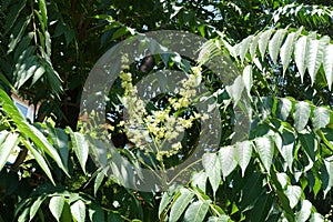 Flowers of Ailanthus altissima in June