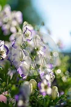 Flowers of an Akonite Aconitum variegatum