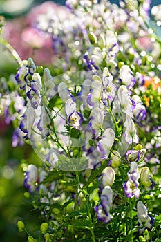 Flowers of an Akonite Aconitum variegatum