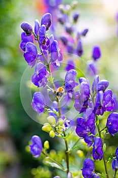 Flowers of an Akonite Aconitum variegatum