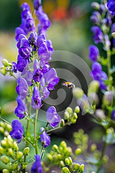 Flowers of an Akonite Aconitum variegatum