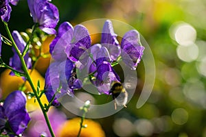 Flowers of an Akonite Aconitum variegatum